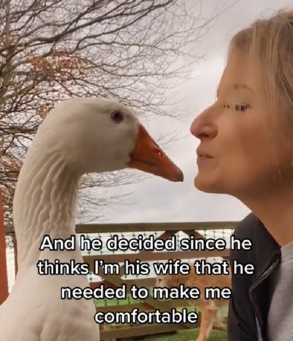 Goose starts building nest for beloved human mom he sees as his wife