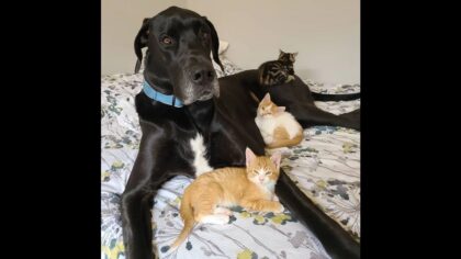 Great Dane is the sweetest brother to tiny foster kittens