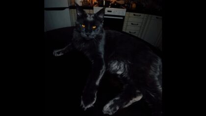 Maine Coon looks like a majestic black panther
