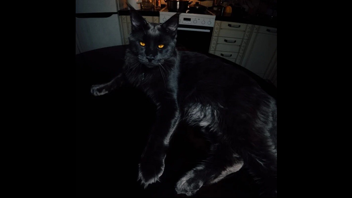 Maine Coon looks like a majestic black panther