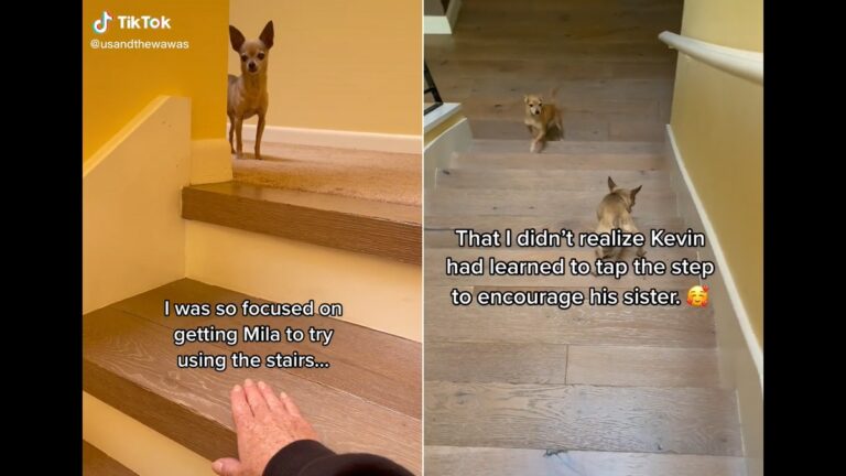 Sweet chihuahua encourages little sister going down the stairs