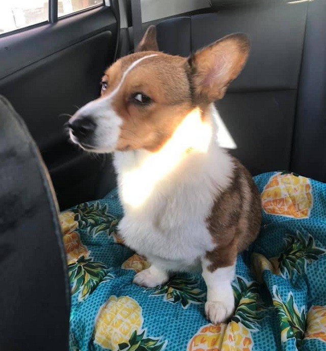 corgis give their humans the most disapproving looks