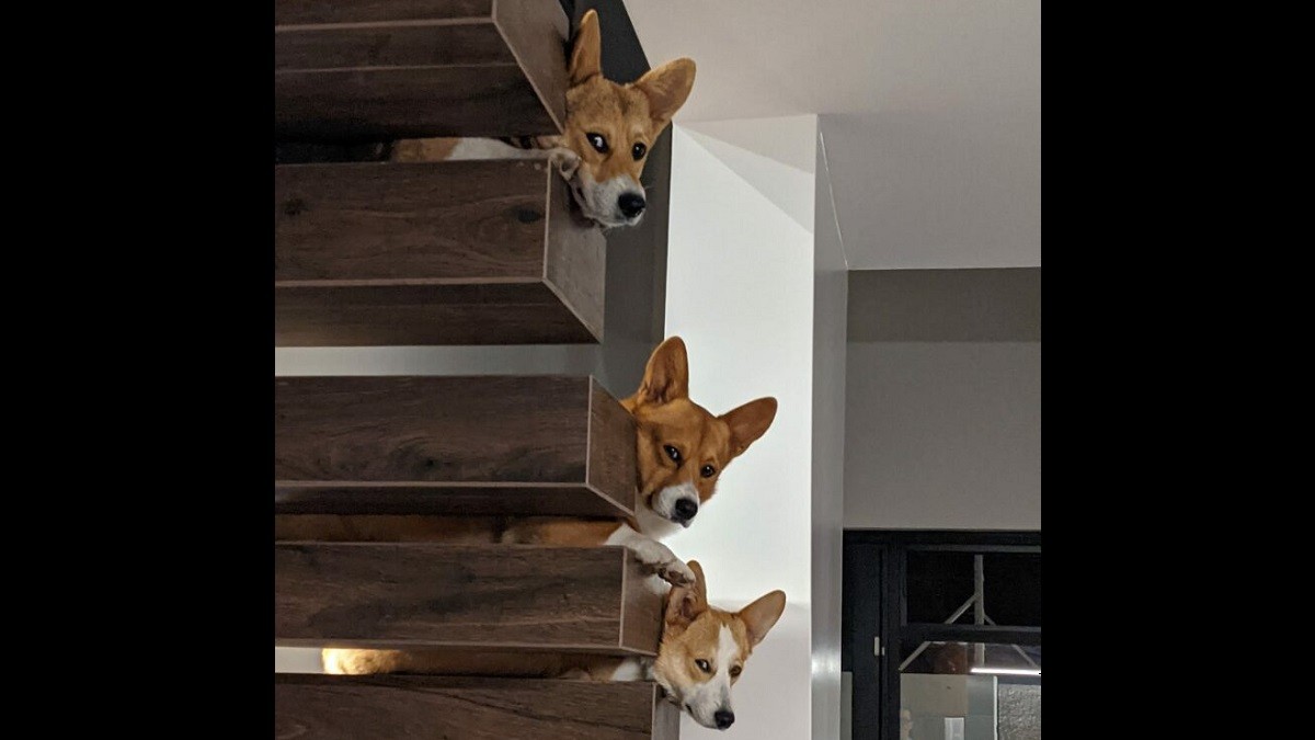 These corgis give their humans the most disapproving looks