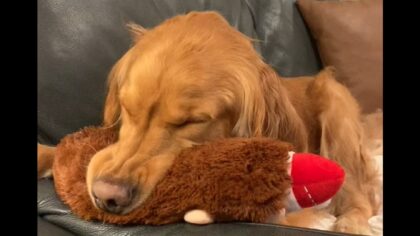 adorable goldens in the weirdest sleeping positions