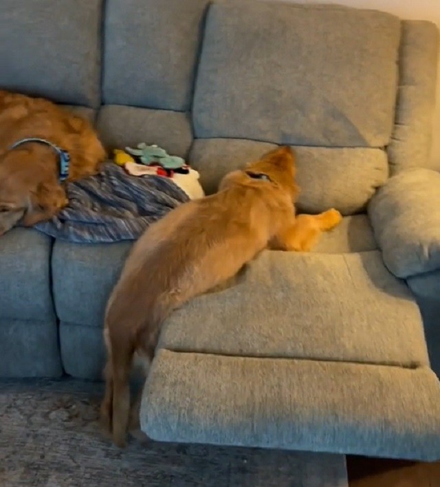 adorable goldens in the weirdest sleeping positions