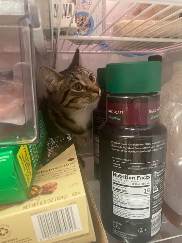 cat keeps jumping into the fridge