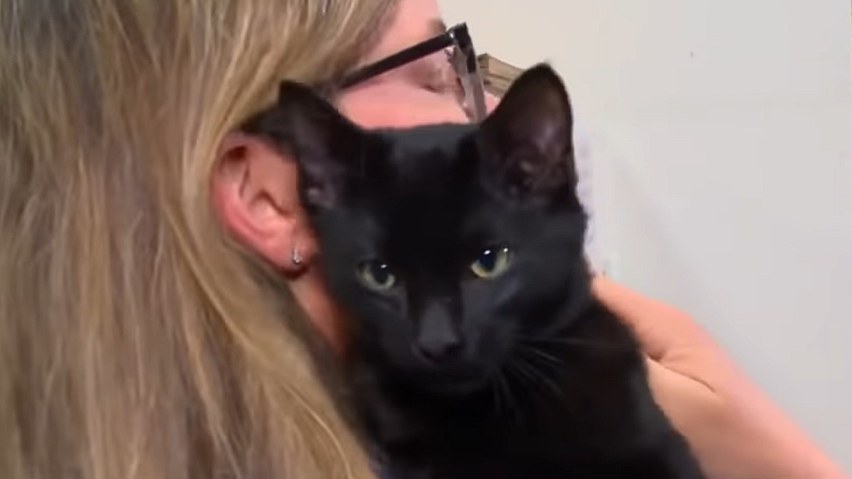 cat rescued after being thrown out a car window