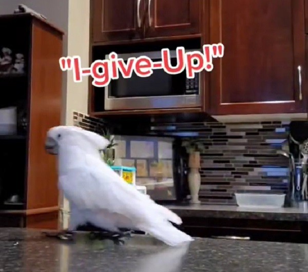 Cockatoo fumes after seeing broccoli in her food 