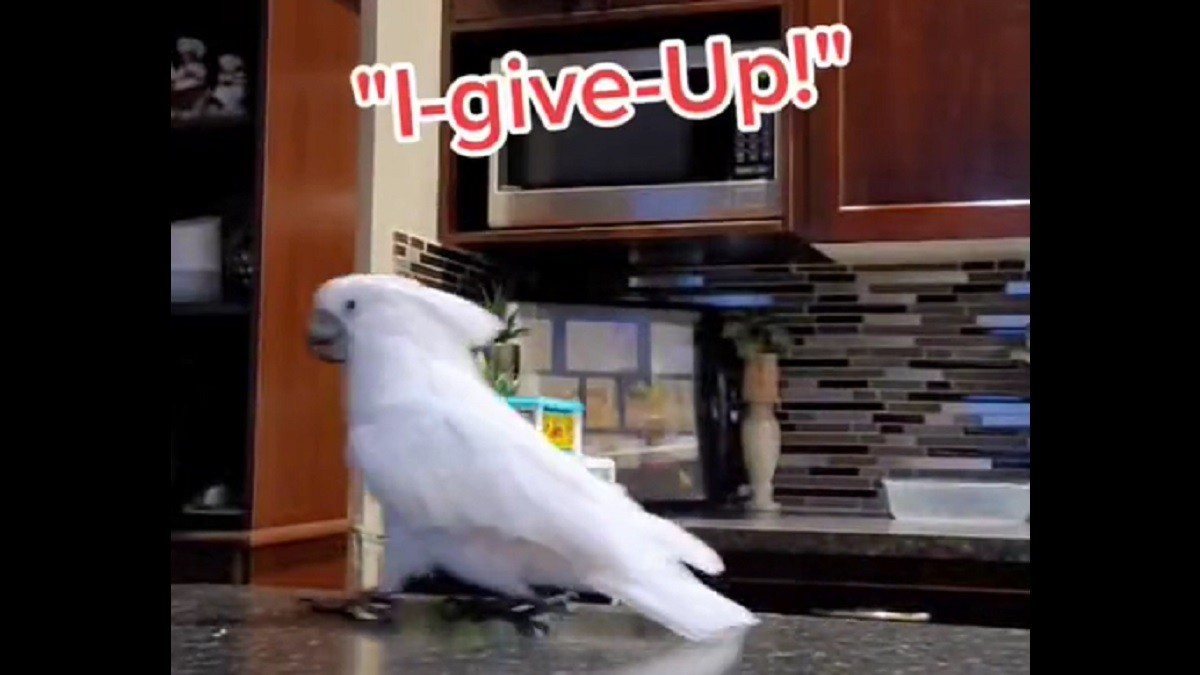 cockatoo gets mad after being fed broccoli