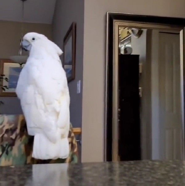 Cockatoo fumes after seeing broccoli in her food 