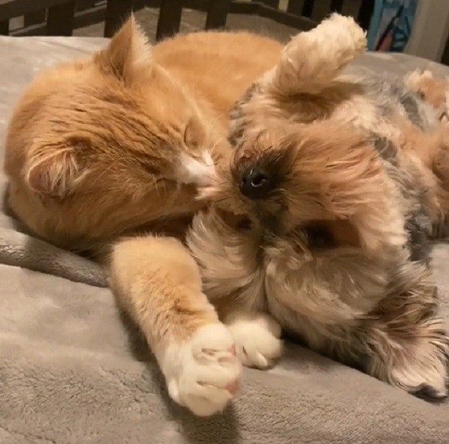 Pup loves getting cuddled and groomed by cat brother