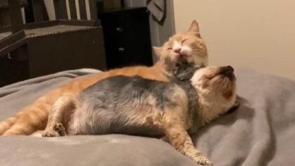dog and cat cuddle