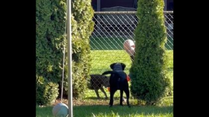 dog and neighbor playing fetch through the fence