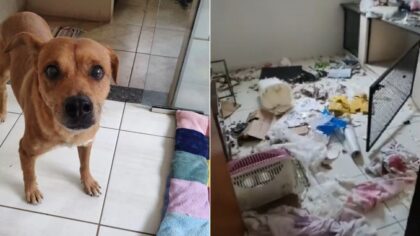 dog makes a mess in vet clinic after getting neutered