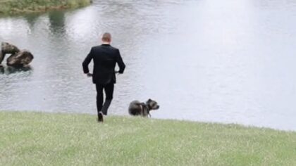 dog runs into lake during wedding photoshoot