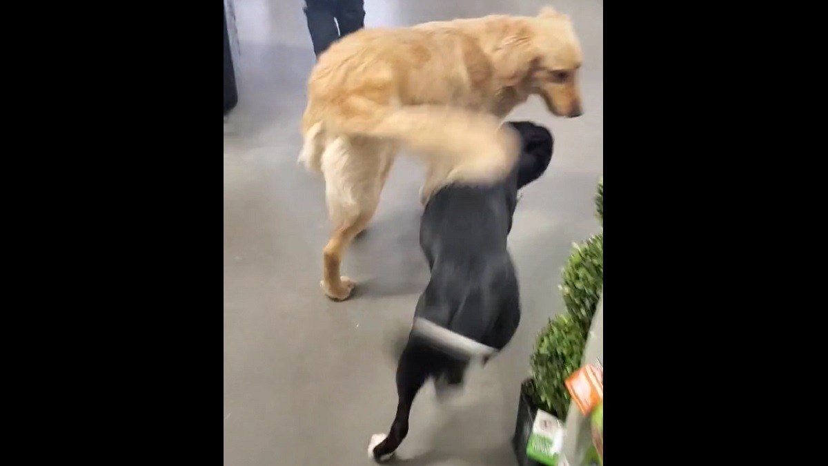 dogs sneak to store