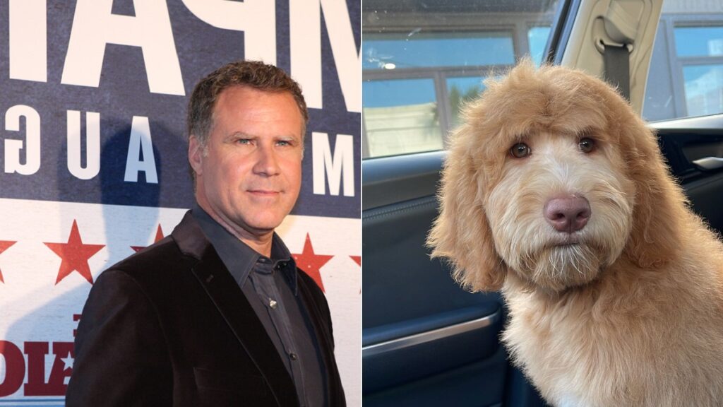 goldendoodle looks like Will Ferrell