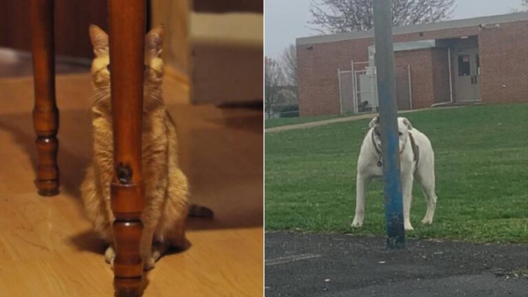 pets fail at hide-and-seek