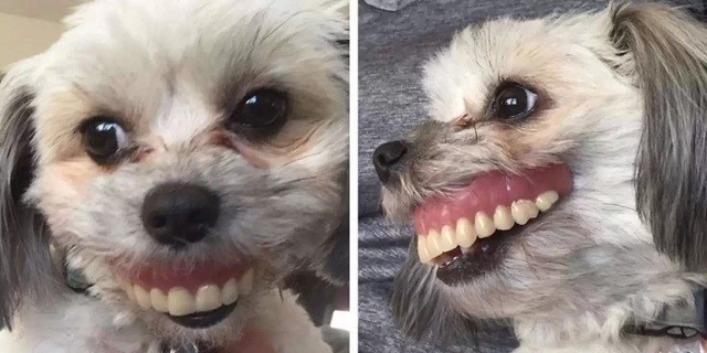 dog photos that seem like April Fools jokes