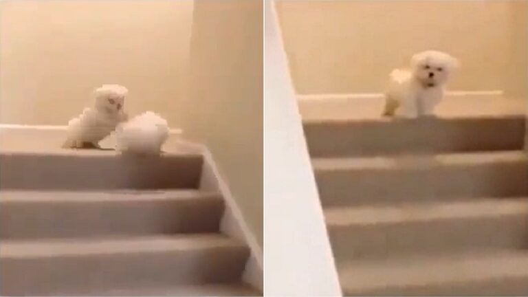 puppy pushes other off stairs
