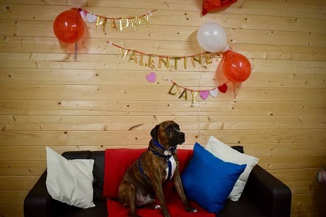 Shelter dog who had no guests at adoption party finally finds home after 225 days