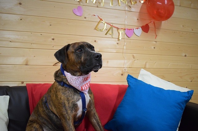 Shelter dog who had no guests at adoption party finally finds home after 225 days