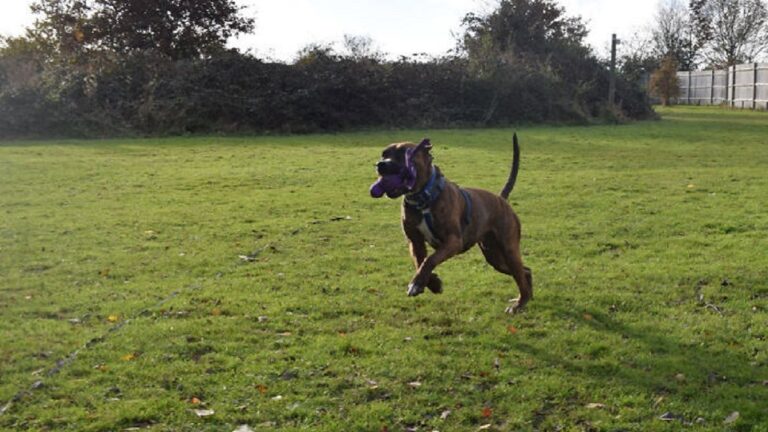 rescue dog who had no guests at adoption party finally finds home after 225 days