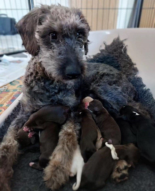 Mama dog gives birth to 13 puppies