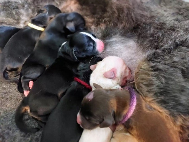 Mama dog gives birth to 13 puppies