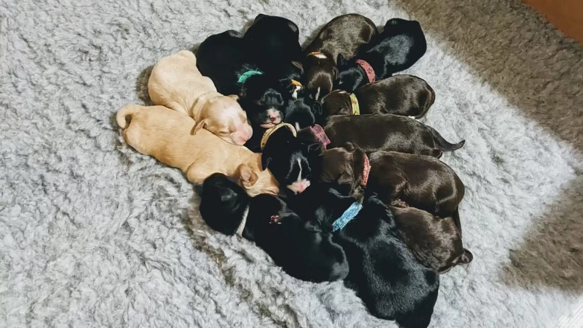 rescue pup gives birth to large litter 13 puppies