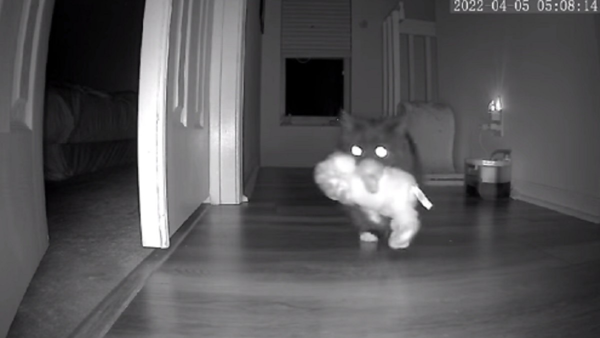 sneaky cat keeps moving toys around the house