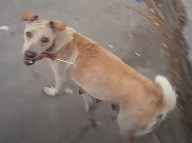 Stray mama dog grateful for food shows Good Samaritan her puppies
