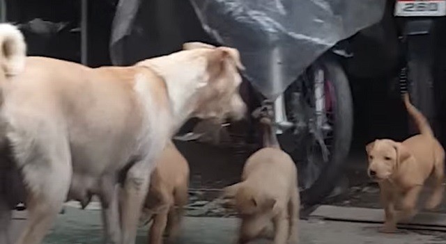 Stray mama dog grateful for food shows Good Samaritan her puppies