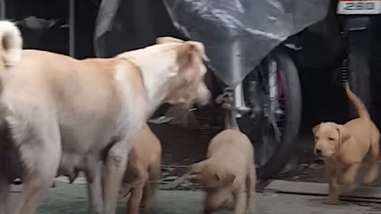 stray mama dog brings food to puppies