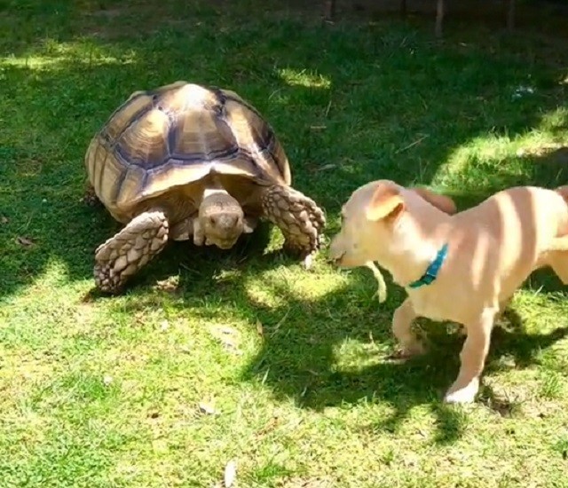 Adorable pup wiggles happily while playing with tortoise BFF