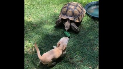 tortoise and pup playtime