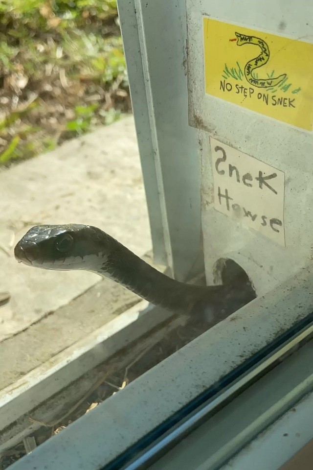 Woman befriends little snake living in her screen door