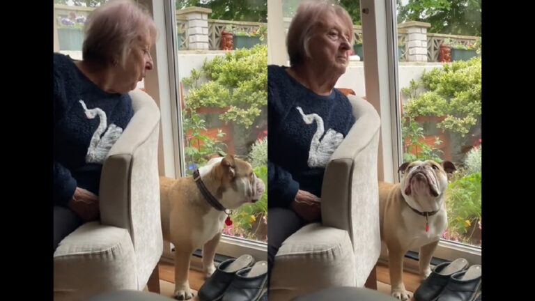 Annoyed bulldog tells grandma off for pranking him
