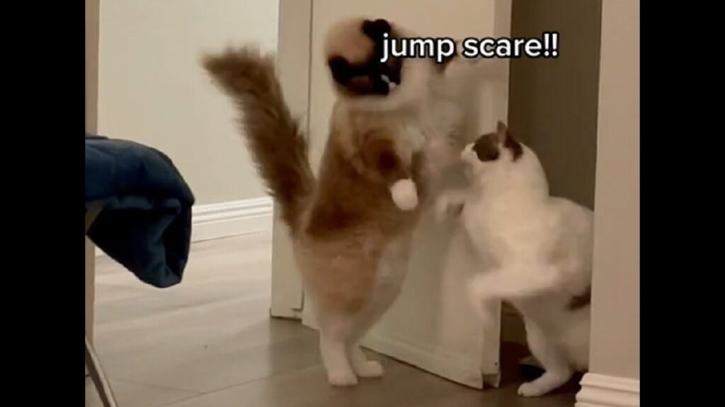 Cat siblings love hiding behind doors to scare each other [Video