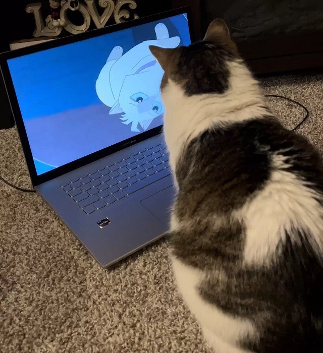 Cat waits for mom every morning so she can watch cartoons