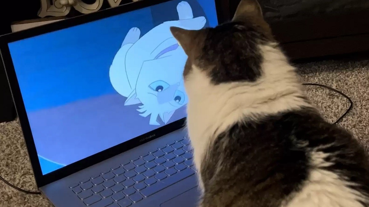 Cat waits for mom every morning so she can watch cartoons