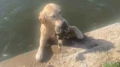 Golden retrieves bewildered gosling and shows it to her mom