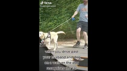 Lab chases after mom's car while dragging dad along for a surprise run