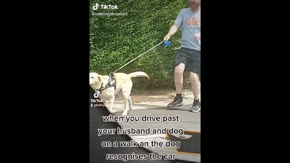 Lab chases after mom's car while dragging dad along for a surprise run