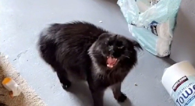 Maine Coon throws screaming tantrum over not being let outside