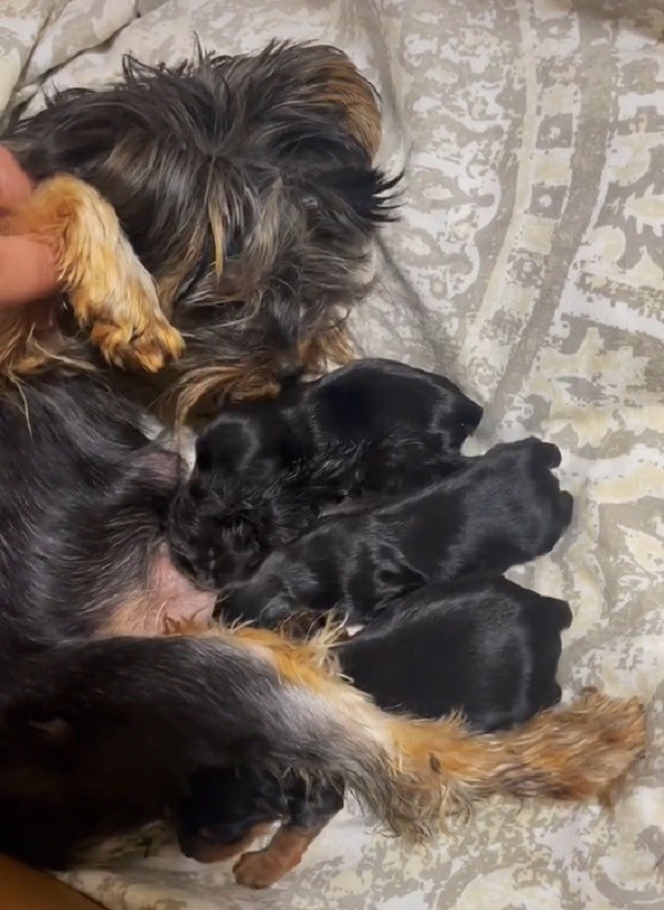Mama Yorkie cares for kitten as part of her litter