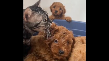 Mama cat who lost kittens keeps caring for puppies