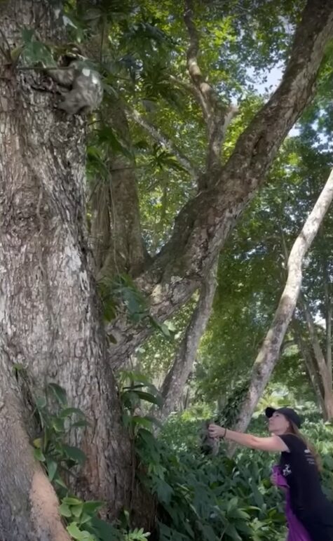 Mama sloth reunites with baby who was stranded on a beach [Video ...