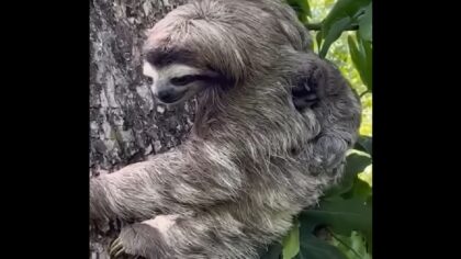 Mama sloth reunites with baby who was stranded on a beach