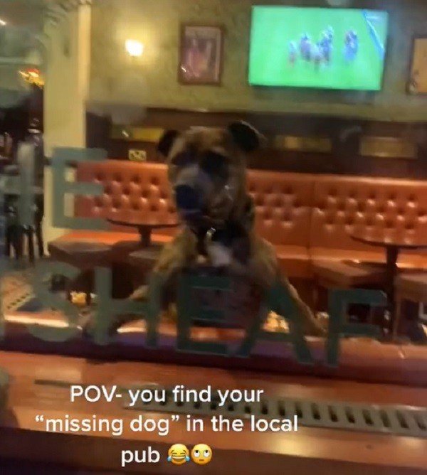 'Missing' dog turns up at the local bar